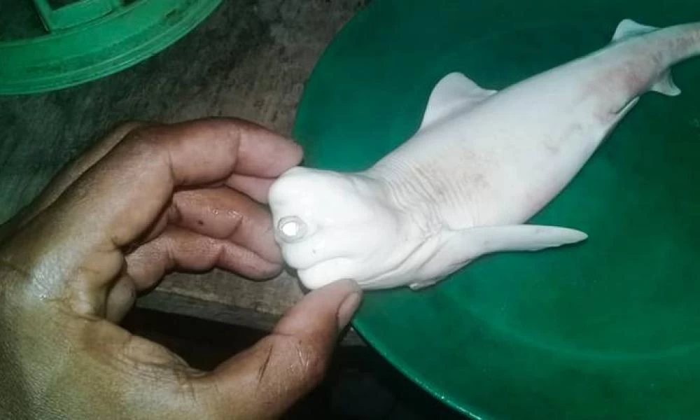 "Ψαριά-έκπληξη": Κύκλωπας-καρχαρίας πιάστηκε στα δίχτυα τους - Βίντεο